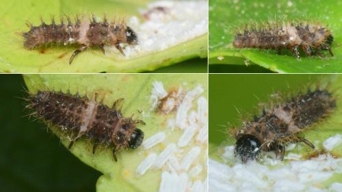 Coccinellinae